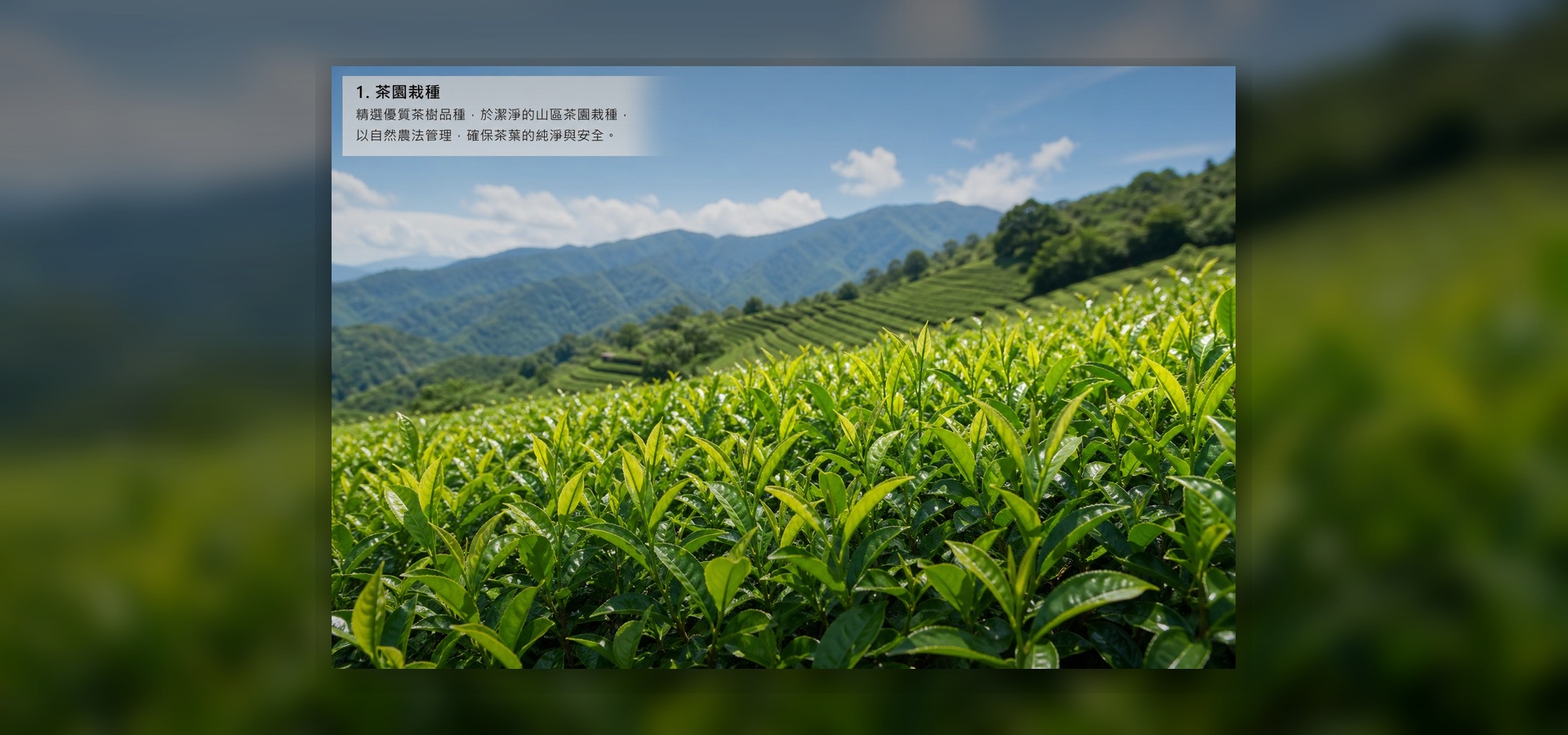 茶園栽種