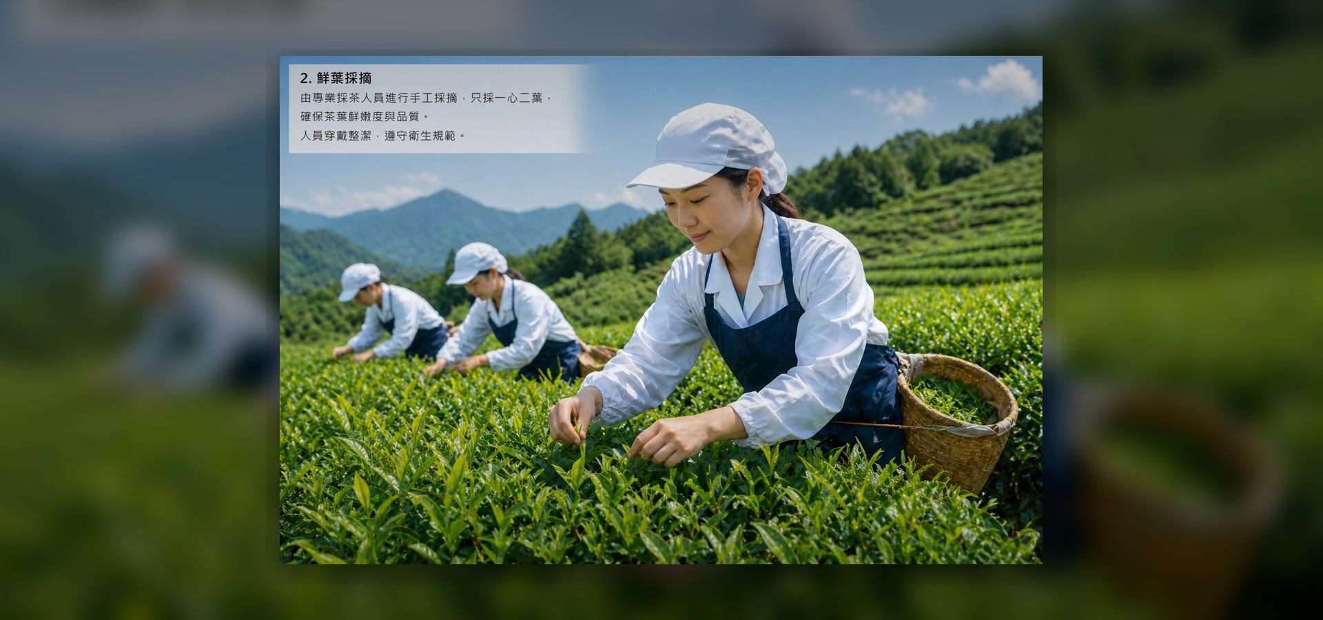 鮮葉採摘